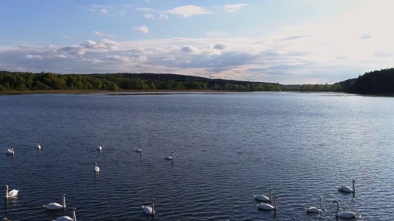 Dniester River and Swans